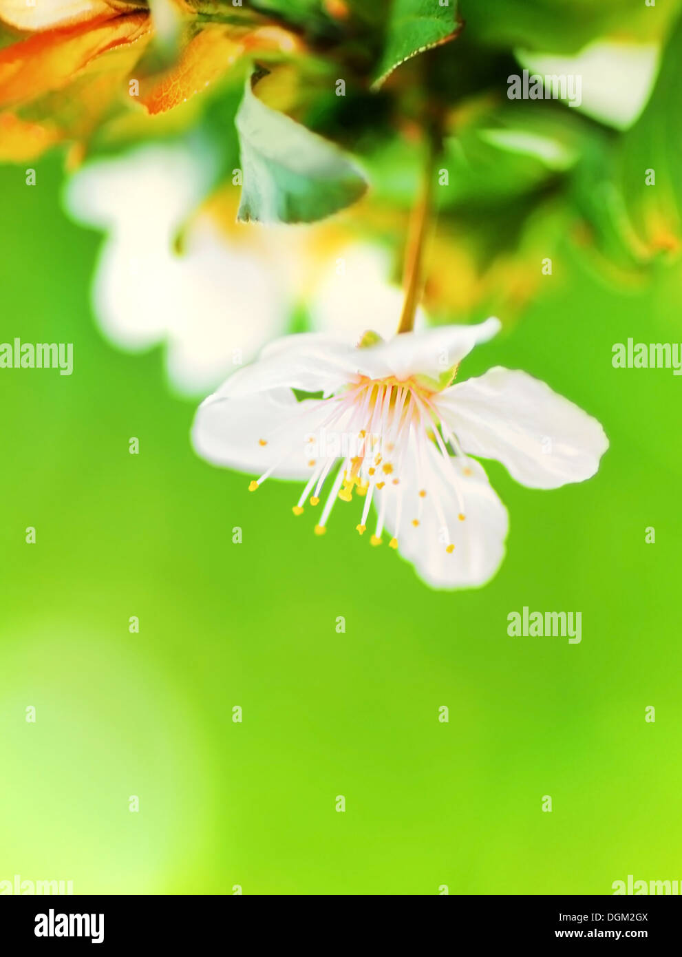 Mandorlo in fiore primavera su verde sfondo naturale, il fuoco selettivo Foto Stock