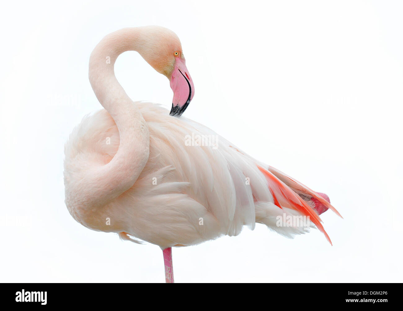 Fenicottero maggiore (Phoenicopterus ruber roseus) preening in inverno Foto Stock