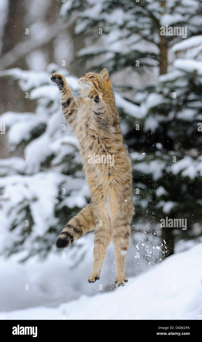 Gatto selvatico (Felis silvestris), capretti in inverno, jumping Foto Stock