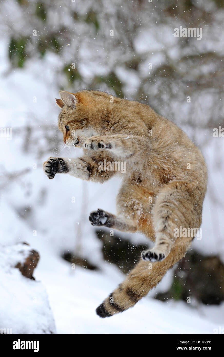 Gatto selvatico (Felis silvestris), capretti in inverno, jumping Foto Stock