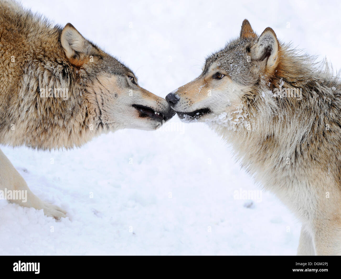 Accogliente e affermando l'ordine di rango nel pack, Mackenzie Wolf, Alaskan Tundra Wolf o legname canadese Lupo (Canis lupus Foto Stock