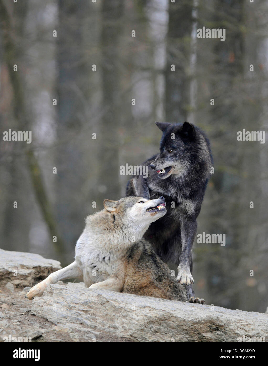 Il rimprovero del basso-graduatoria di alto rango Wolf, lotta, Mackenzie Wolf, Canadian Wolf, legname lupo (Canis lupus occidentalis) Foto Stock