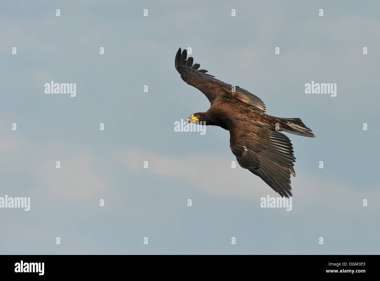 Aquila calva (Haliaeetus leucocephalus), i capretti in volo Foto Stock