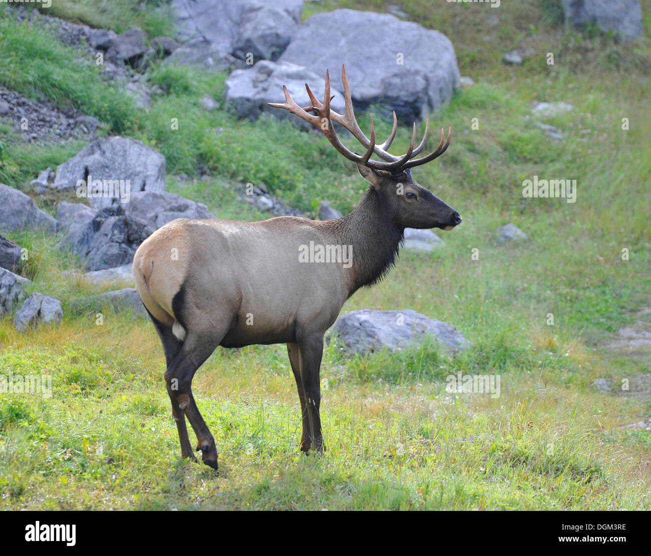 Wapiti (Cervus canadensis), Bull, Jasper National Park, Canadian Rocky Mountains, Alberta, Canada Foto Stock