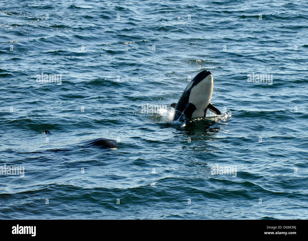 Jumping Killer Whale o Orca (Orcinus orca), stretto di Georgia, l'isola di Vancouver, Canada Foto Stock
