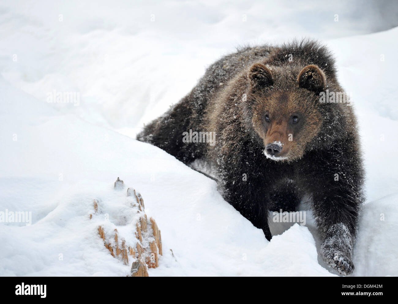 L'orso bruno (Ursus arctos), cub lottando per camminare attraverso la neve Foto Stock