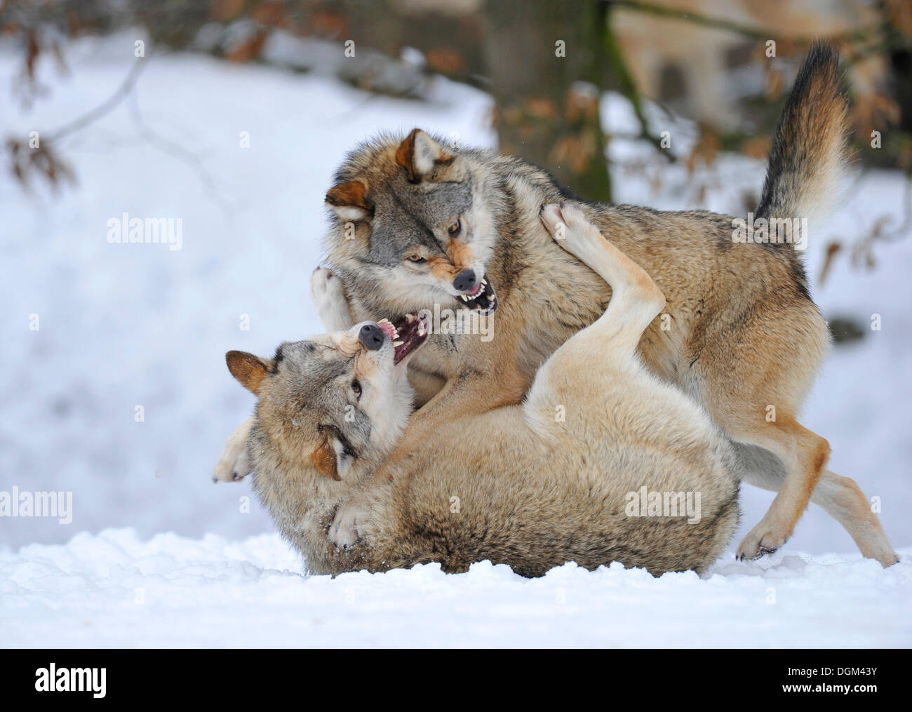 Valle di Mackenzie lupi, legname canadese il lupo (Canis lupus occidentalis), nella neve, lotta per ordine Foto Stock