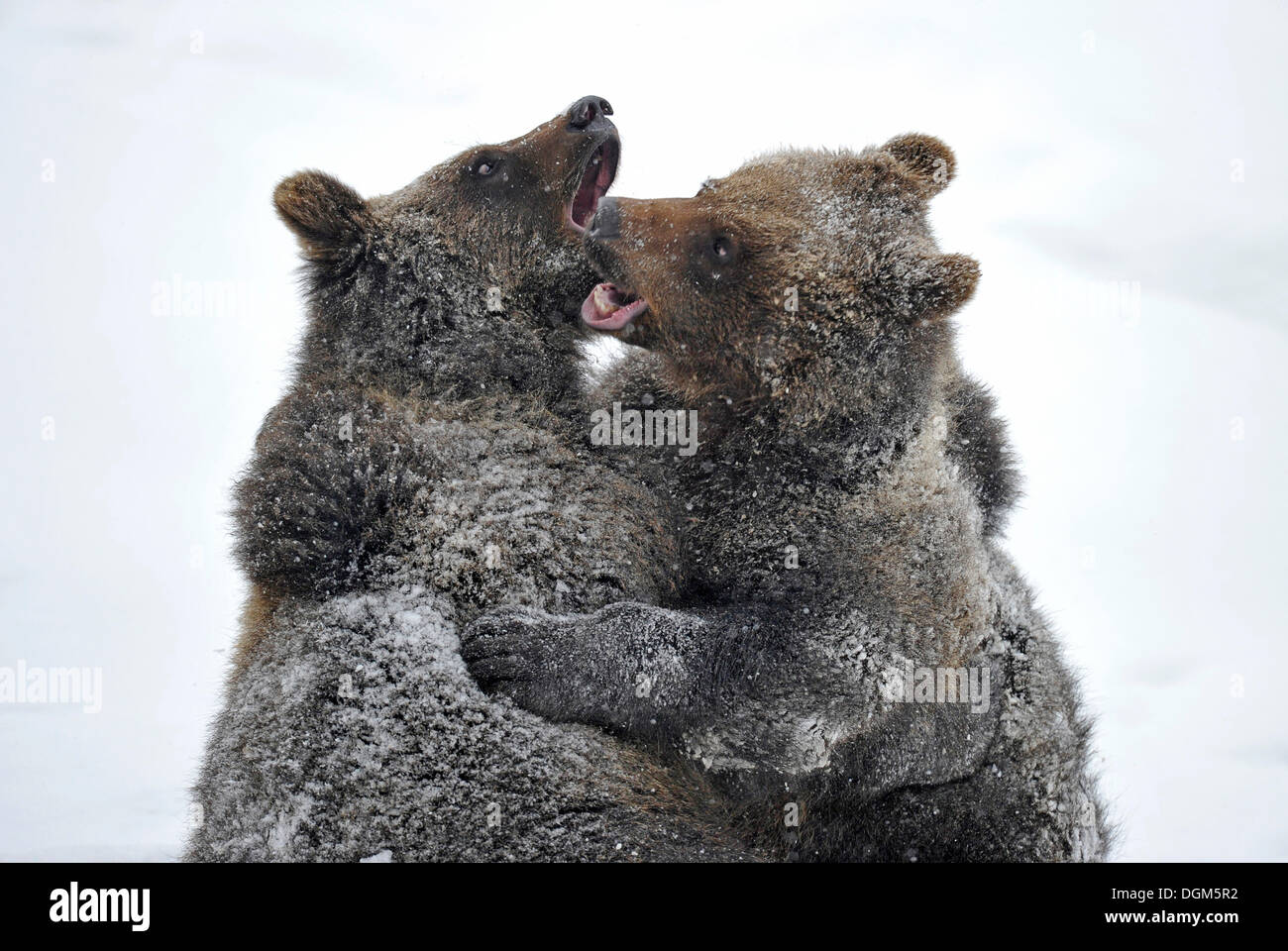 Unione l'orso bruno (Ursus arctos) cubs wrestling nella neve, Parco Nazionale della Foresta Bavarese Foto Stock