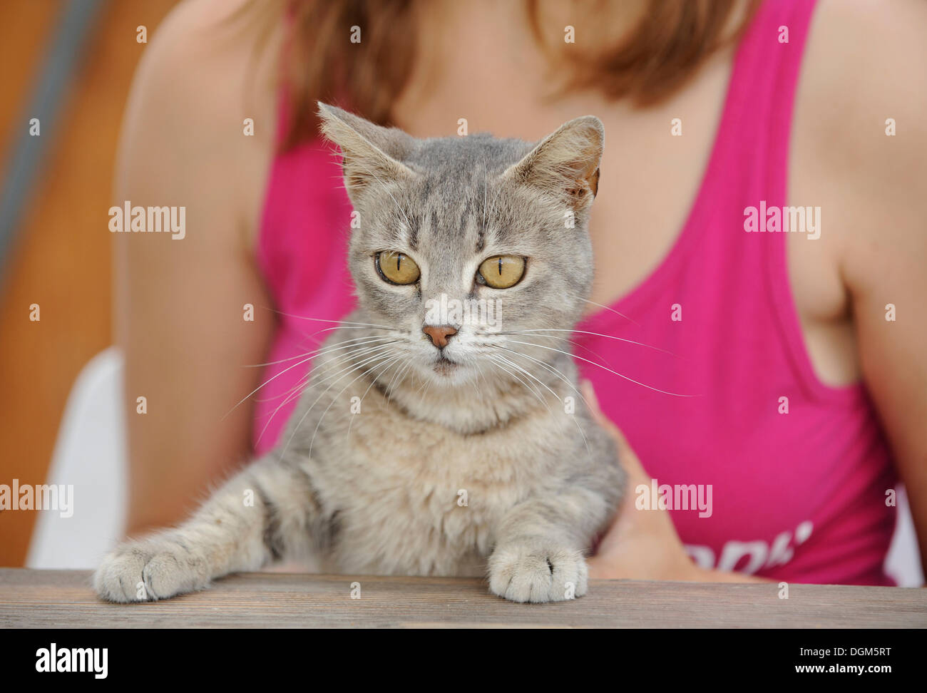 Amore per gli animali, giovane donna holding tabby cat, Dolcedo, Riviera dei Fiori, Liguria, Italia, Europa Foto Stock