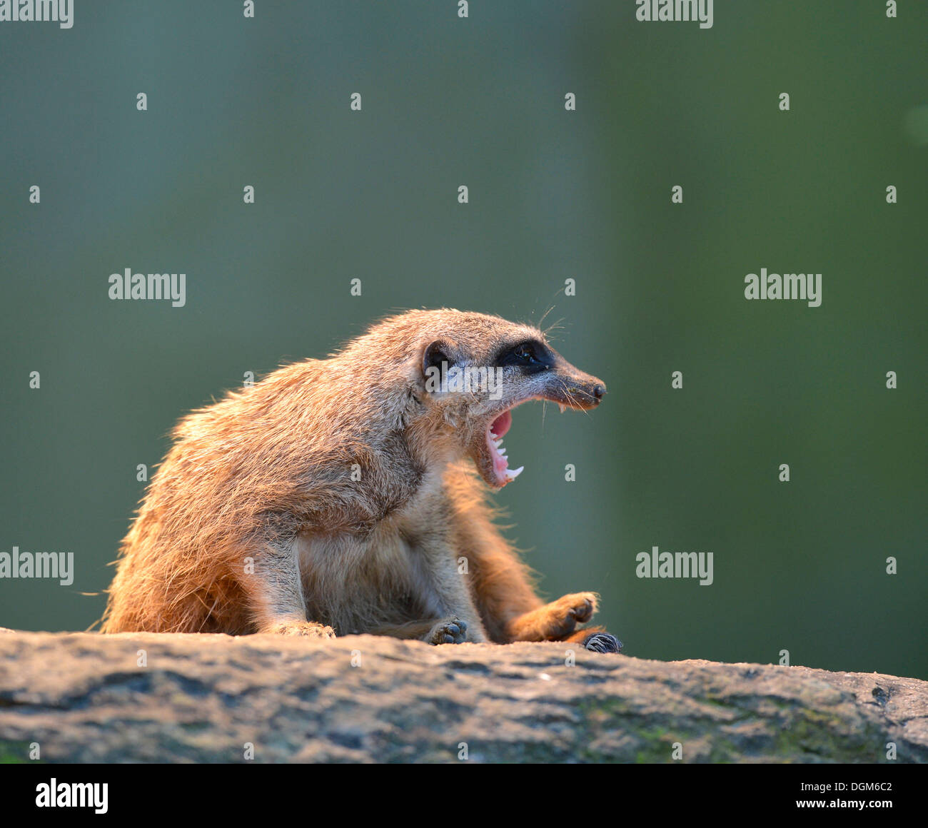 Meerkat o Surikate (Suricata suricatta), ricorrenza in Africa, prigionieri Baden-Wuerttemberg Foto Stock