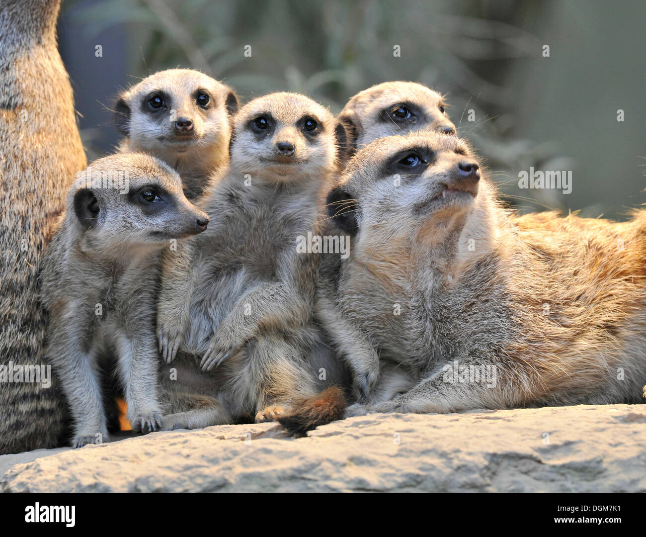 Meerkat o Suricate (Suricata suricatta), cuccioli, ricorrenza in Africa, captive, Stoccarda, Baden-Württemberg, Germania Foto Stock