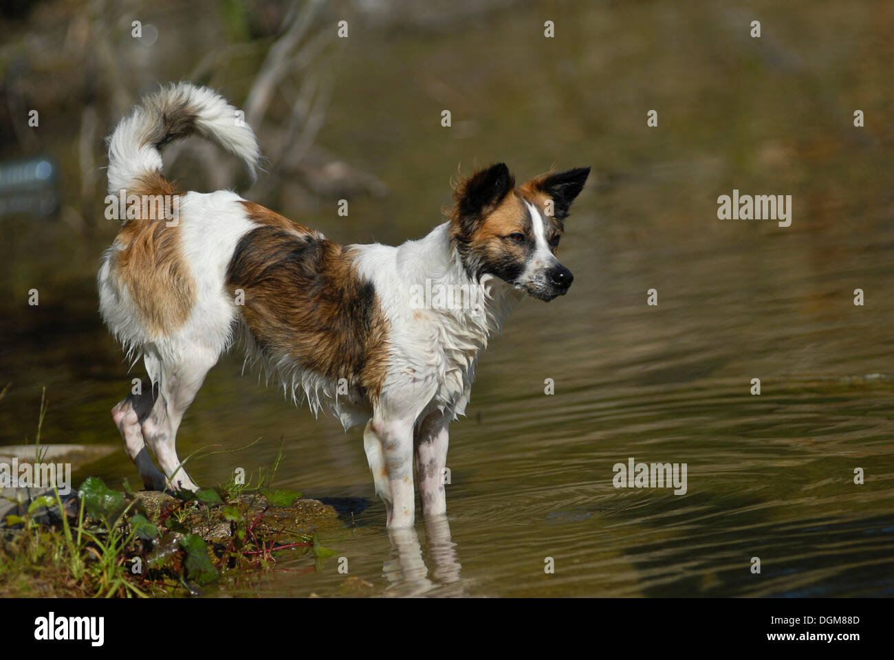 Kromfohrlaender cane in acqua Foto Stock