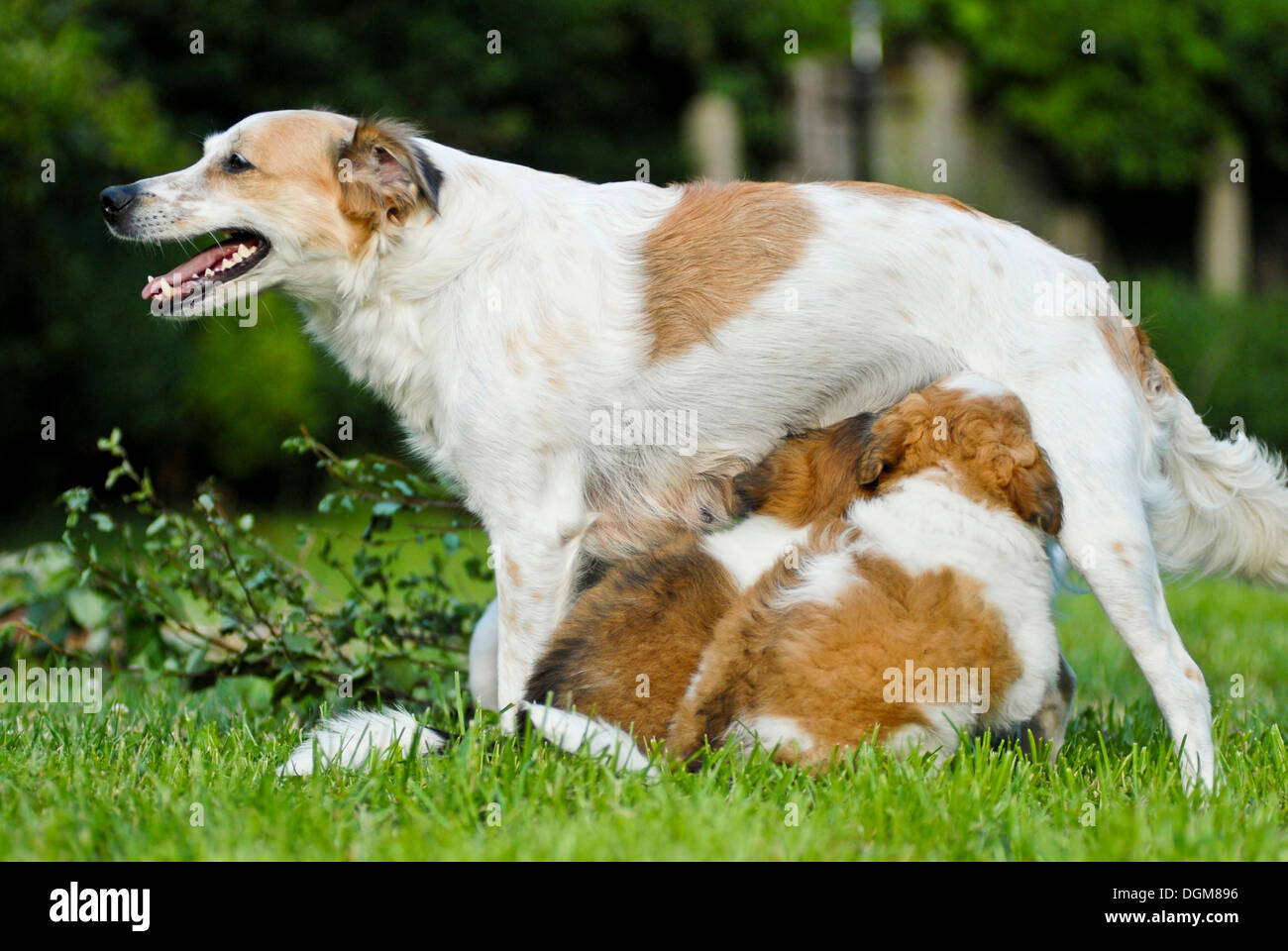 Krohmfohrlaender cagna e cuccioli di allattamento Foto Stock