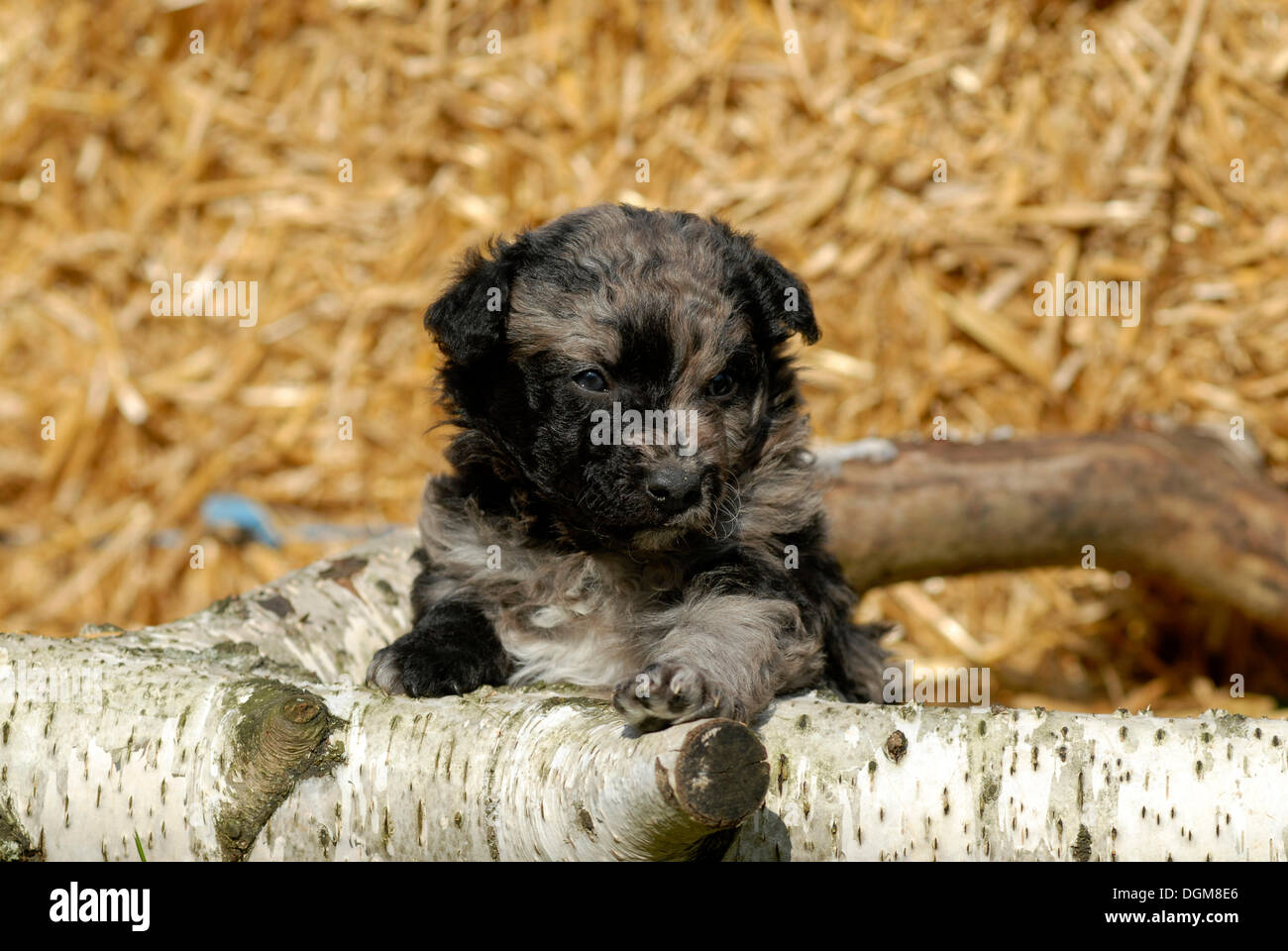 Mudi cucciolo, 5 settimane, seduti dietro un ramo Foto Stock