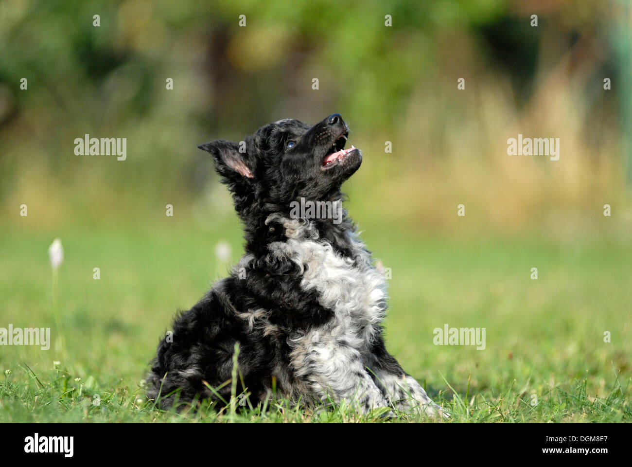 Mudi cucciolo, 6 settimane, seduta in erba Foto Stock