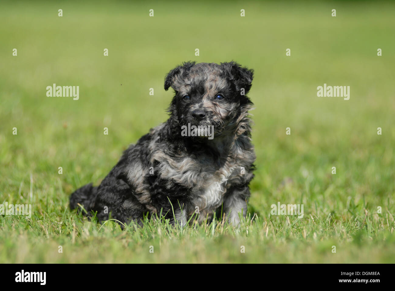 Mudi cucciolo, 6 settimane, seduti in un prato Foto Stock