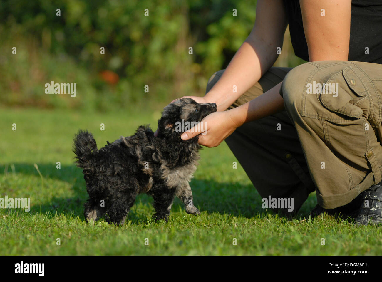Mudi cucciolo è essendo petted Foto Stock