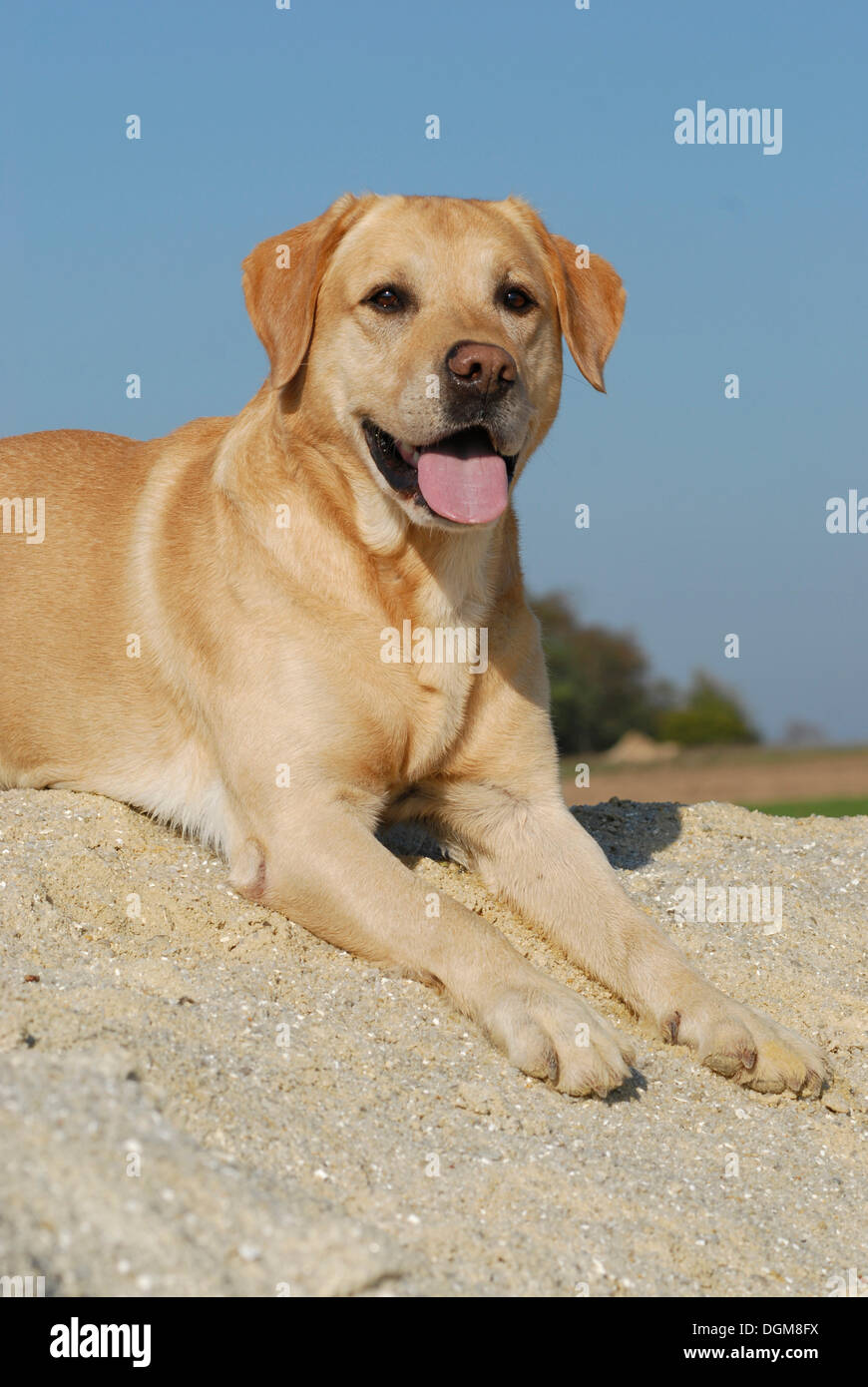 Blonde Labrador Retriever giacente su di una duna di sabbia Foto Stock
