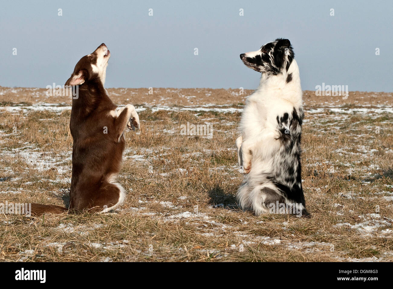 Lapinporokoira e un Border Collie in piedi sulle loro gambe di cerva Foto Stock