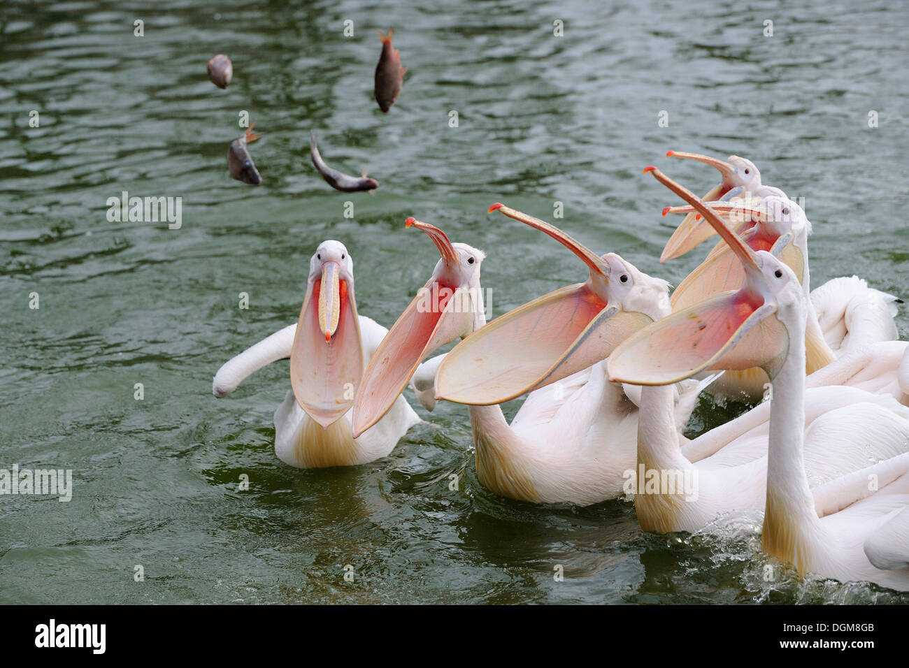 White pellicani (Pelecanus onocrotalus) essendo alimentati di pesce Foto Stock