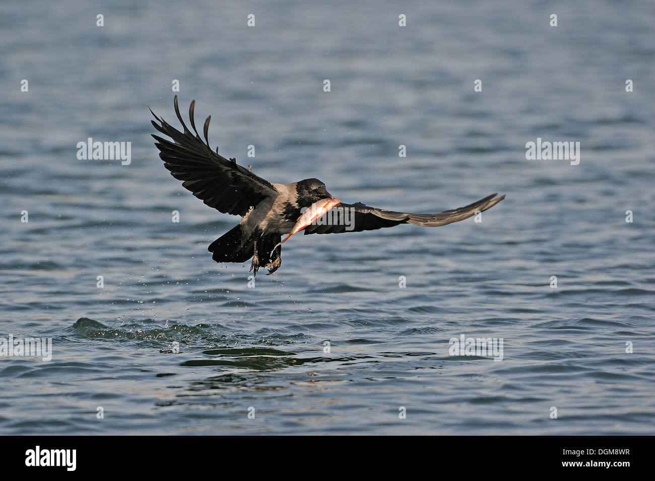 Cornacchia Mantellata (Corvus corone cornix), la cattura del Comune (Triotto Rutilus rutilus) dall'acqua Foto Stock