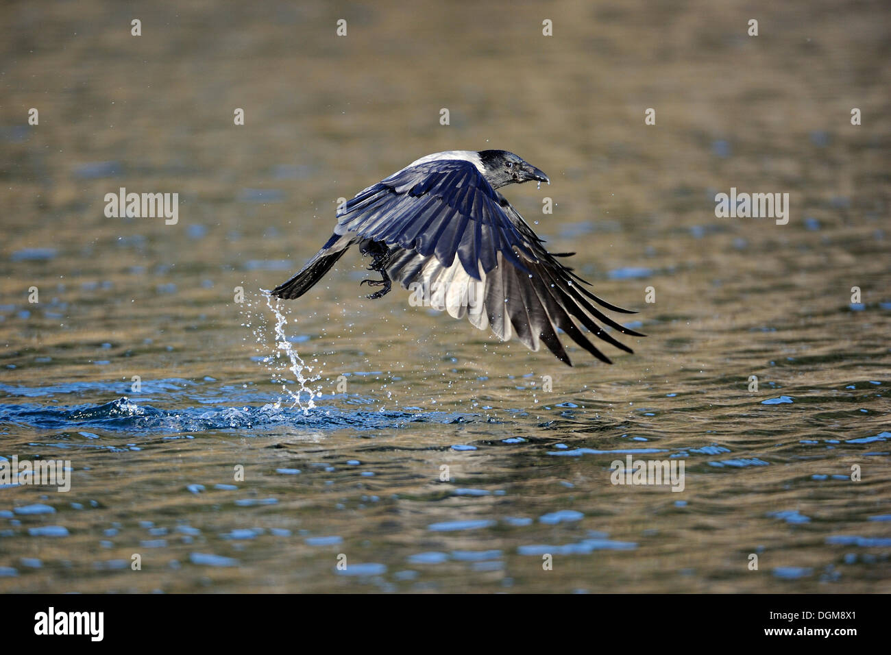 Cornacchia Mantellata (Corvus corone cornix), a caccia di pesci al di sopra della superficie dell'acqua Foto Stock