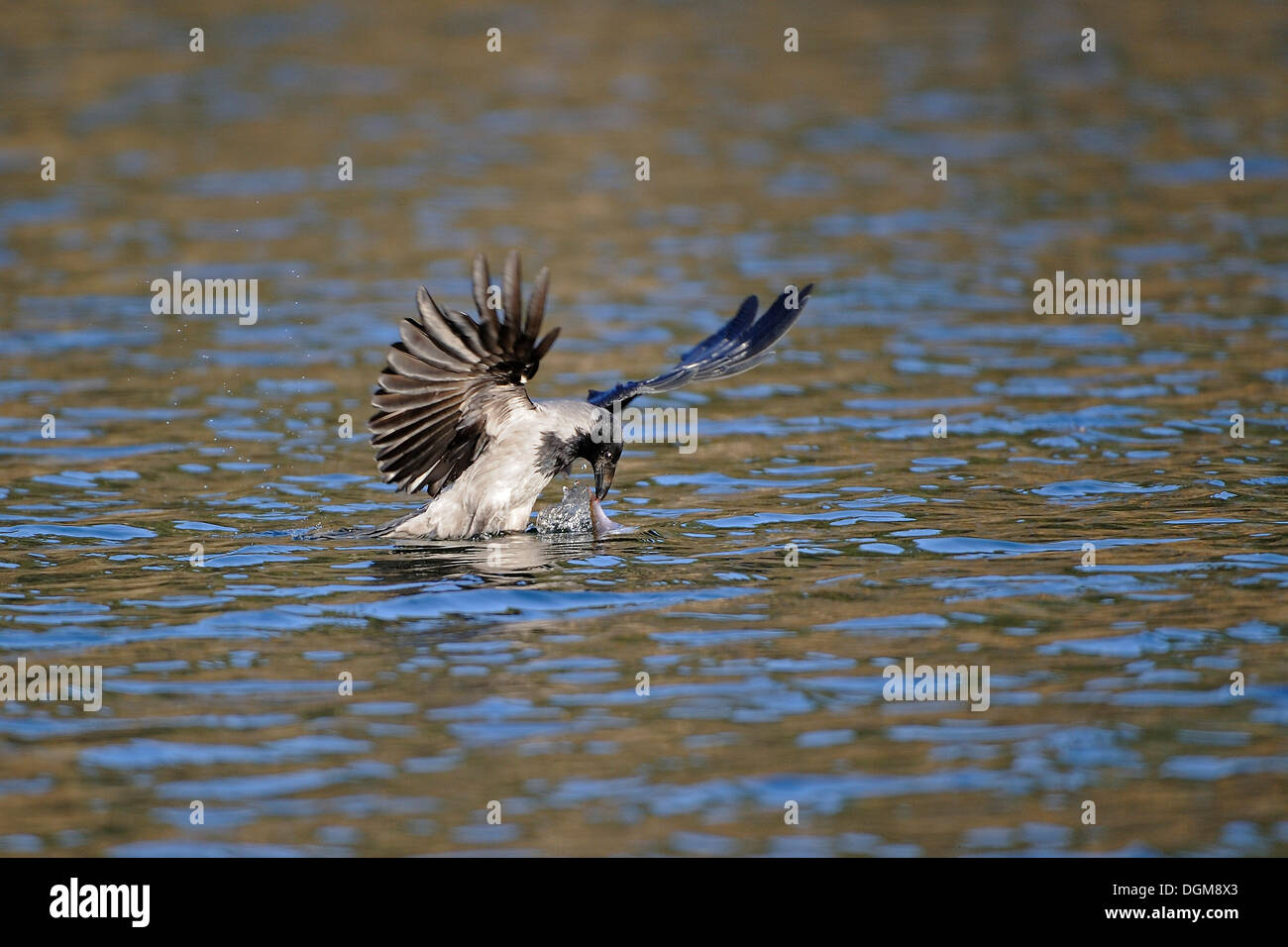 Cornacchia Mantellata (Corvus corone cornix), a caccia di pesci al di sopra della superficie dell'acqua Foto Stock