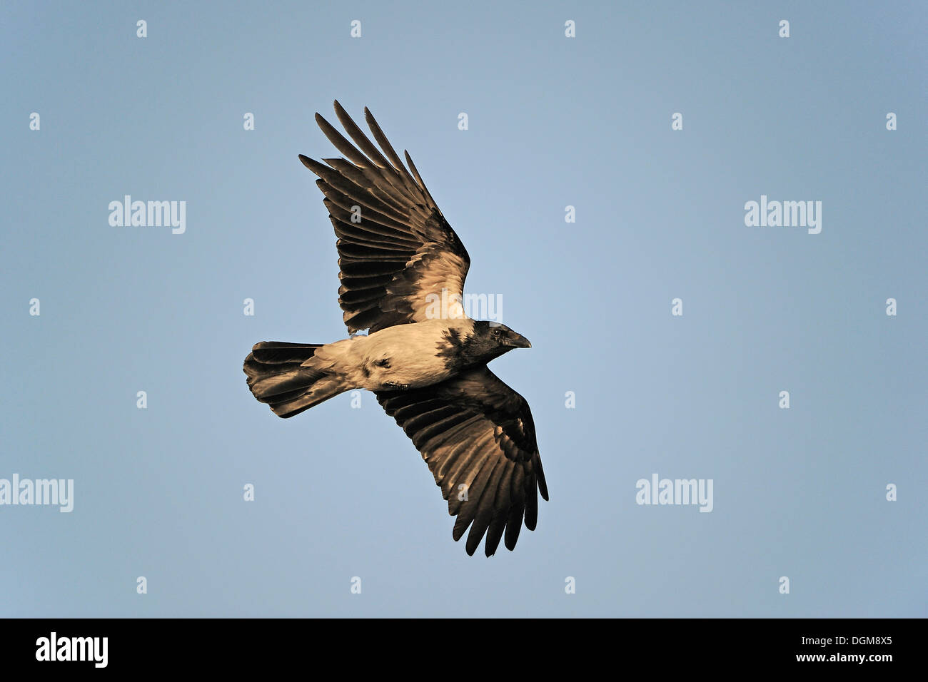 Cornacchia Mantellata (Corvus corone cornix), volare in serata sun Foto Stock