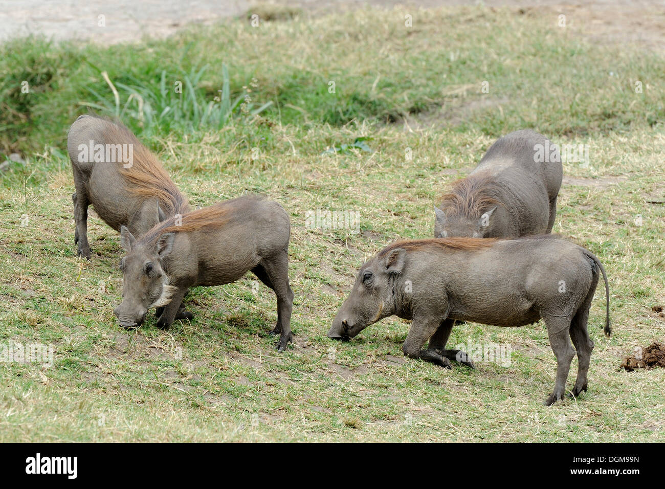 Comune di facoceri, African lente-suini (Phacochoerus africanus) alimentazione, il Masai Mara riserva nazionale, Kenya, Africa orientale, Africa Foto Stock