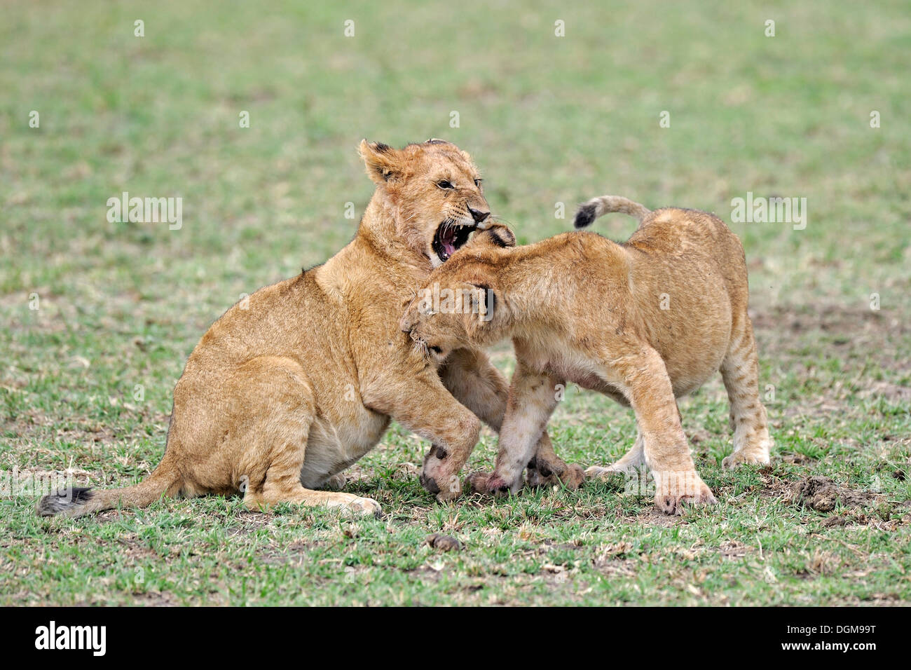 Giovani leoni (Panthera leo), cubs giocare insieme, Masai Mara, Kenya, Africa orientale, Africa Foto Stock
