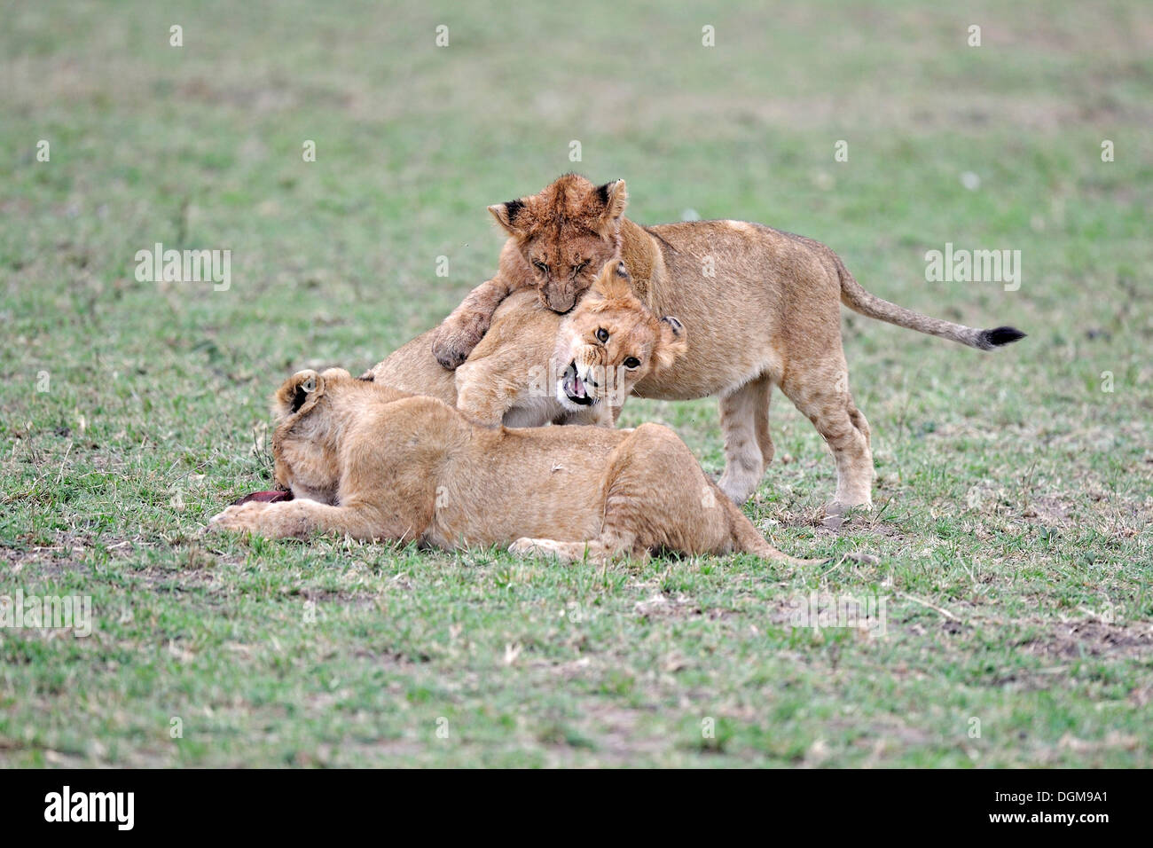 Giovani leoni (Panthera leo), cubs giocare insieme, Masai Mara, Kenya, Africa orientale, Africa Foto Stock