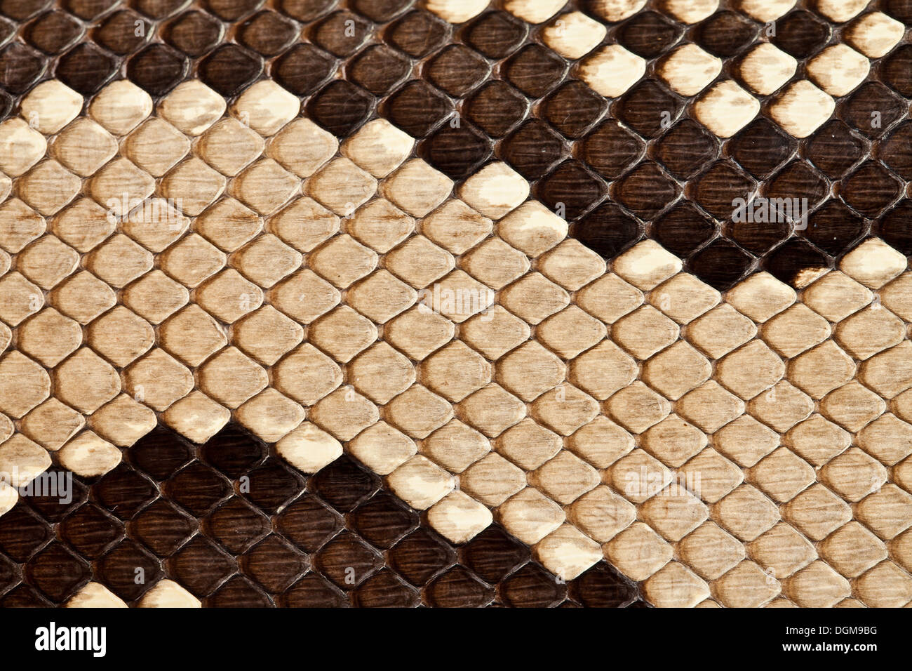Background e texture di una pelle di serpente close up Foto Stock