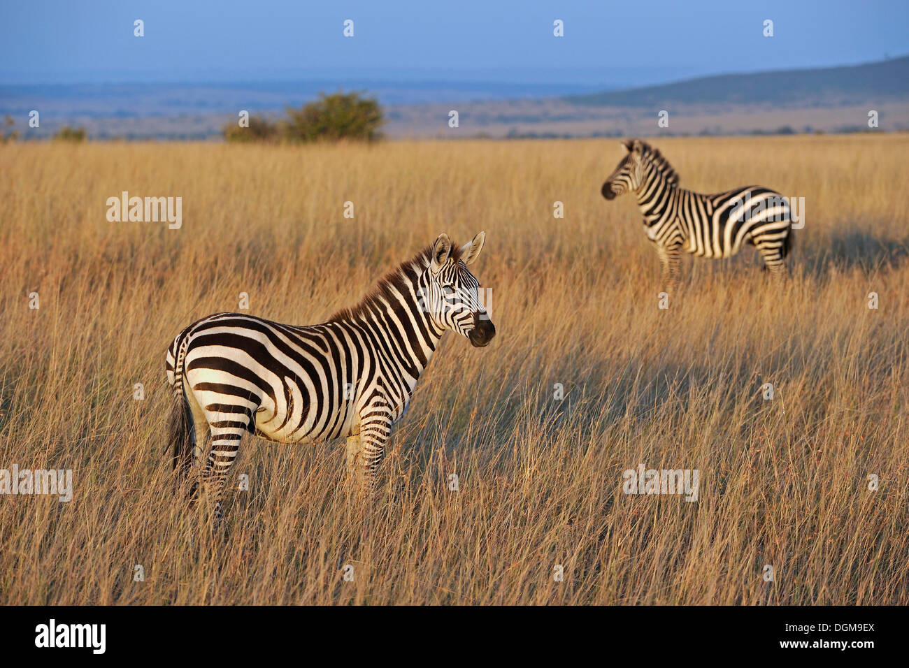 Grant's zebre (Equus quagga boehmi) nella luce della sera, il Masai Mara riserva nazionale, Kenya, Africa orientale, Africa Foto Stock