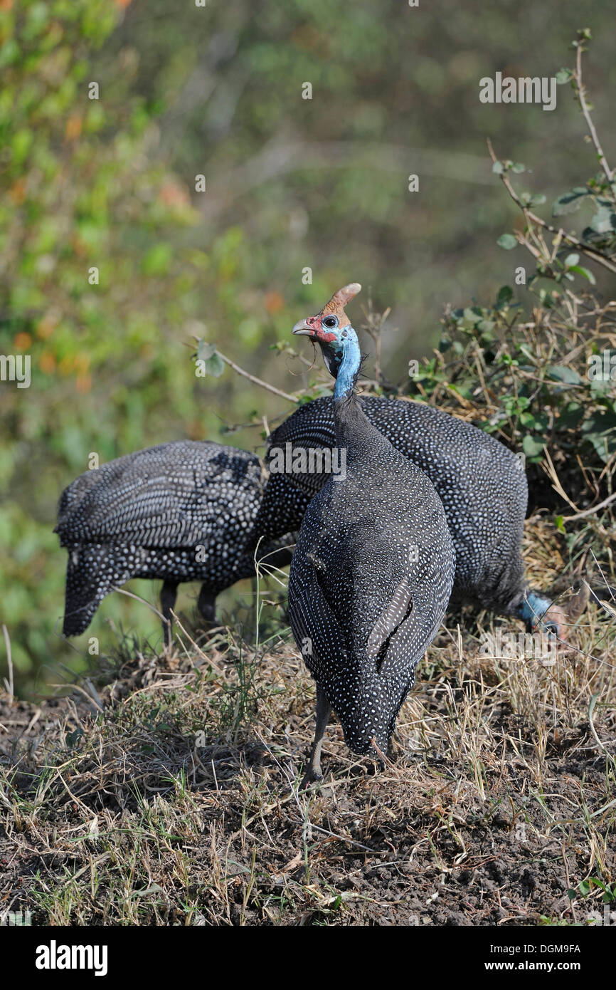 Helmeted Guineafowls (Numida meleagris), il Masai Mara National Park, Kenya, Africa orientale Foto Stock