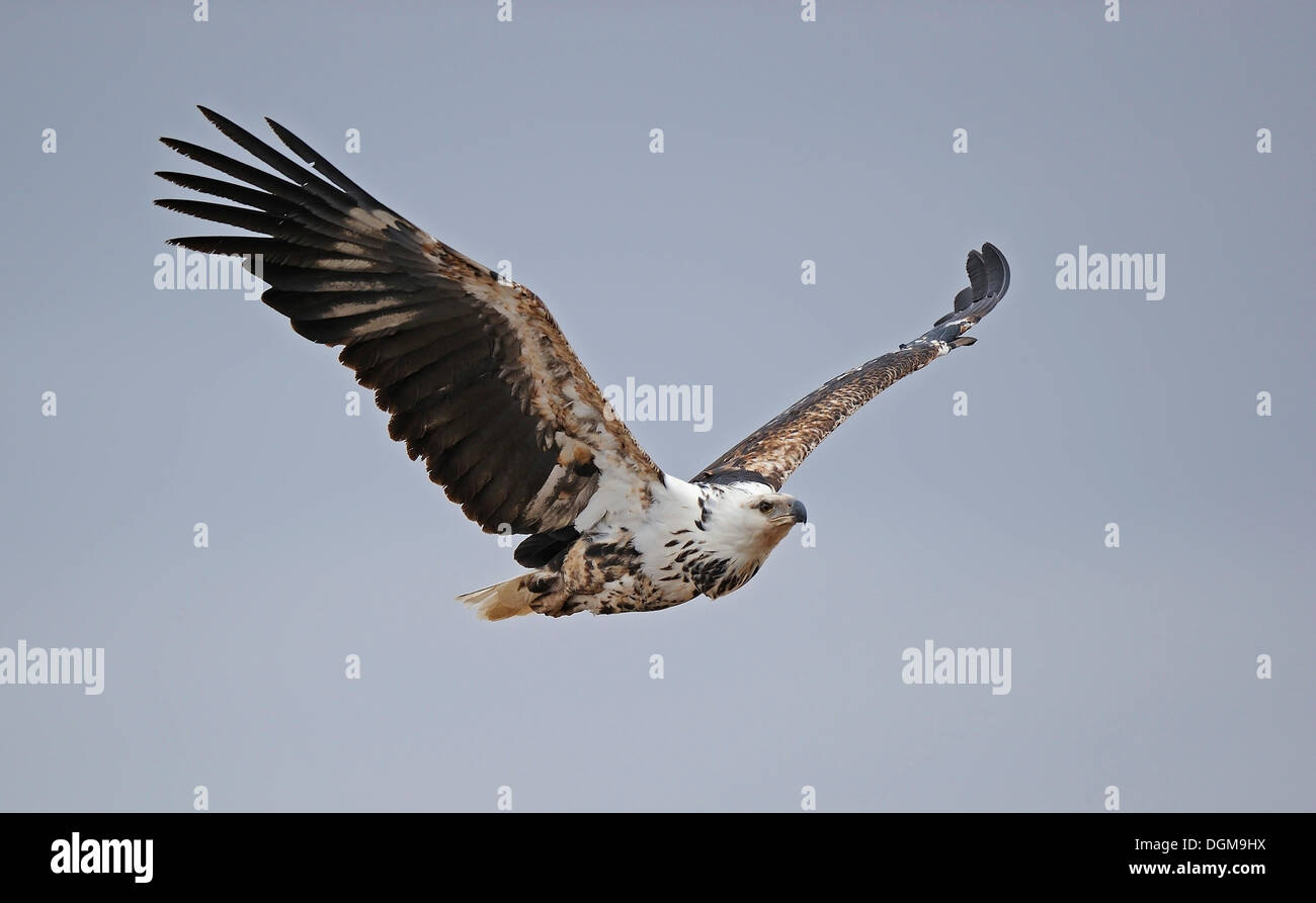 Osprey, Sea Hawk o pesce Eagle (Pandion haliaetus), in volo, il Masai Mara, Kenya, Africa orientale, Africa Foto Stock