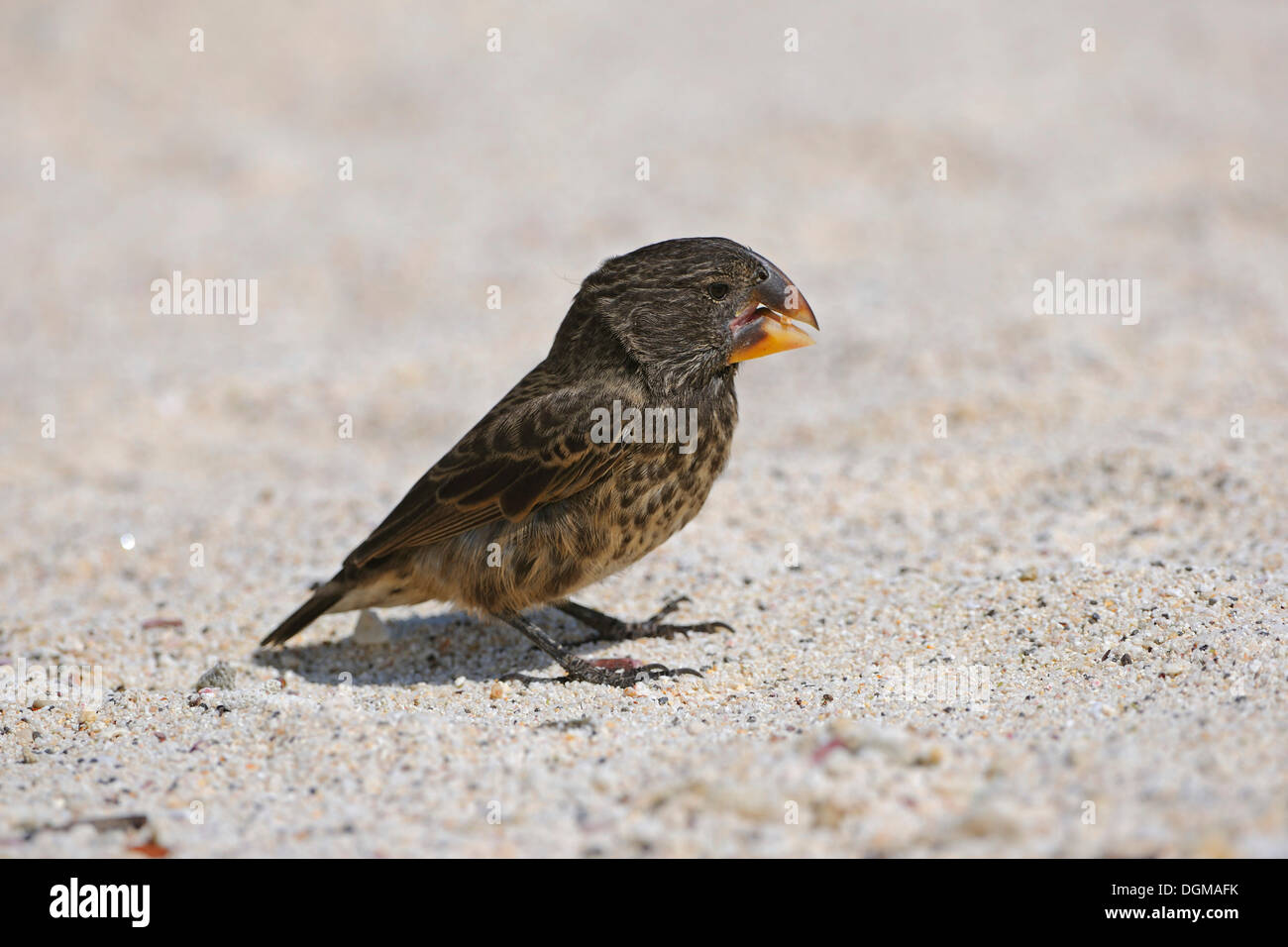 La massa media Finch (Geospiza Fortis), Darwin finch, Genovesa Island, Isole Galapagos, Patrimonio Mondiale UNESCO Foto Stock