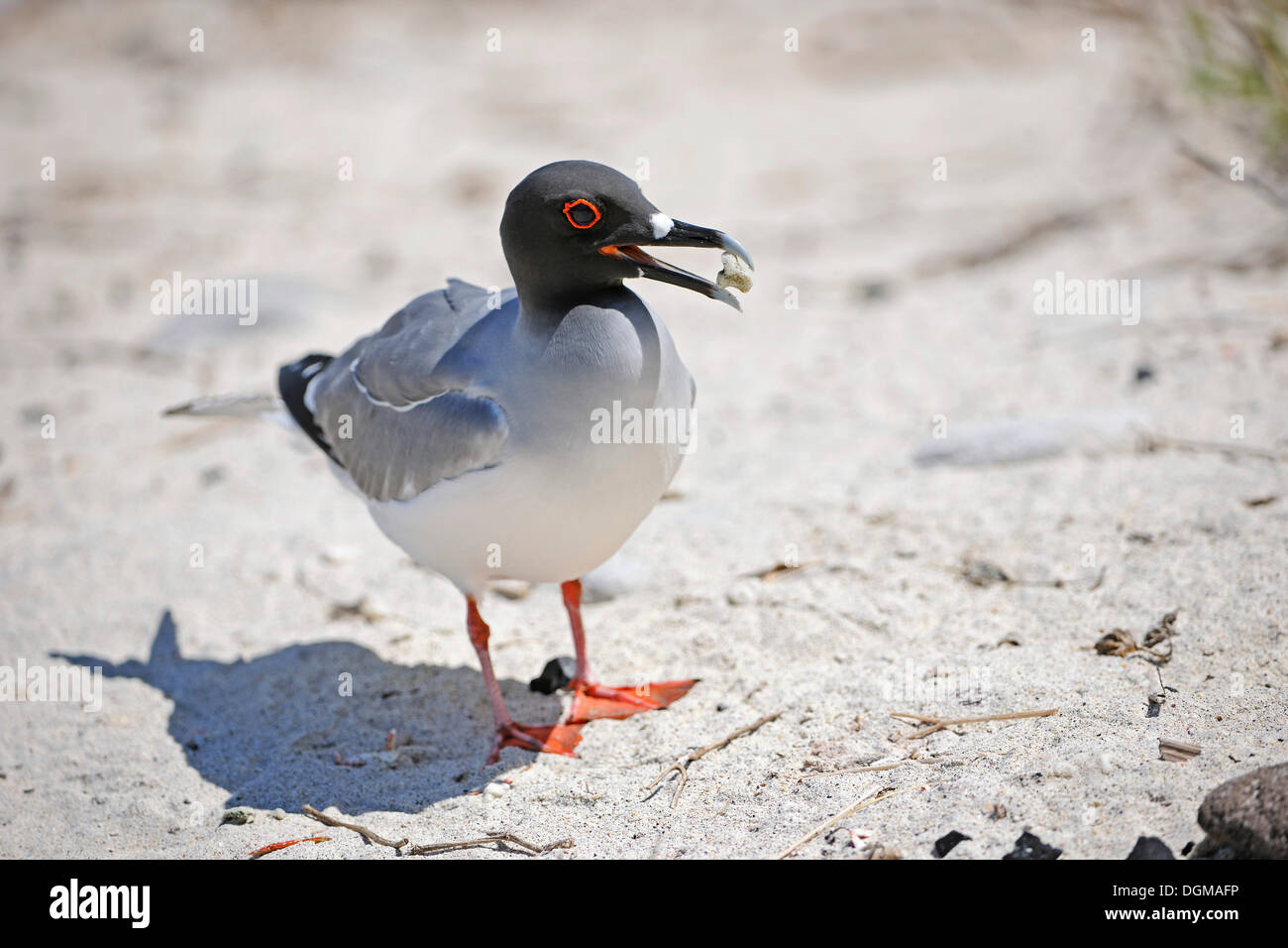 Swallow-tailed Gull (Creagrus furcatus), raccogliendo pezzi di corallo per il suo nido, Genovesa Island, Isole Galapagos, UNESCO Foto Stock