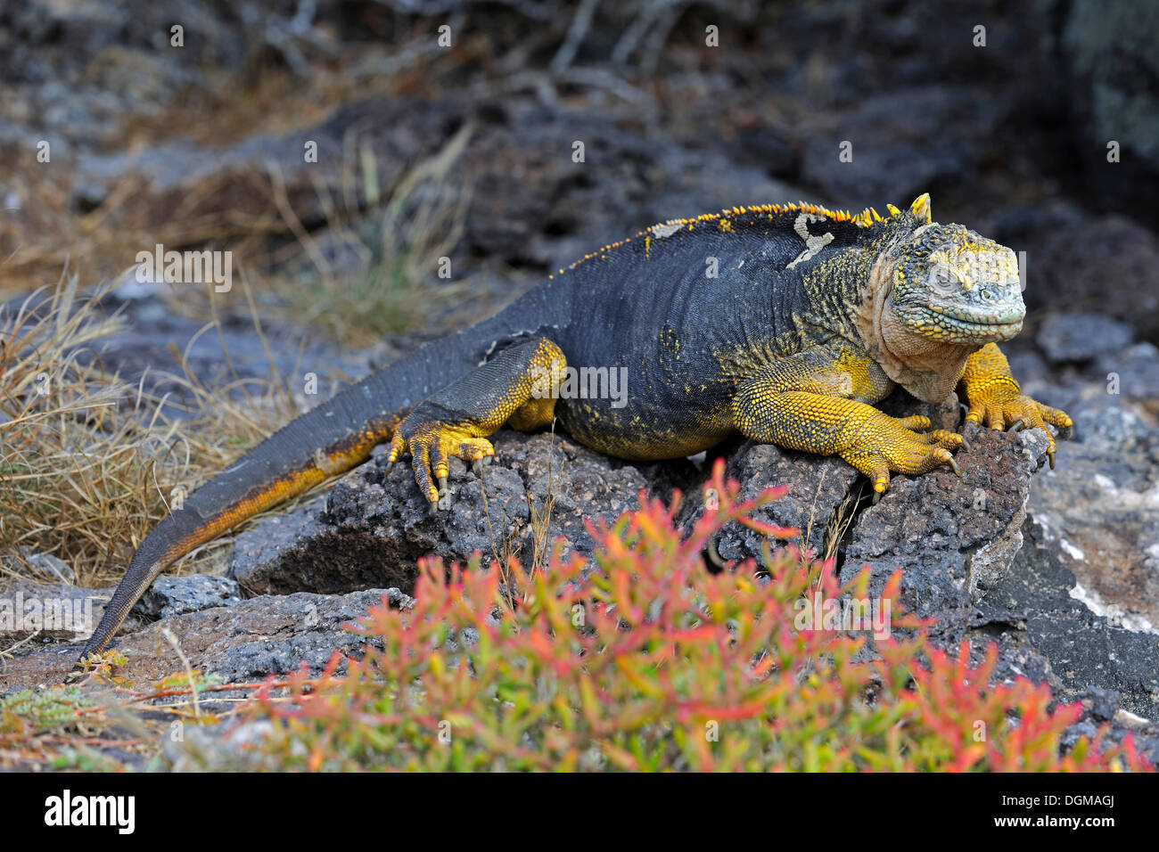 Terra Galapagos Iguana (Conolophus subcristatus), sottospecie di South Plaza Island, Isla Plaza Sur, Galapagos Foto Stock