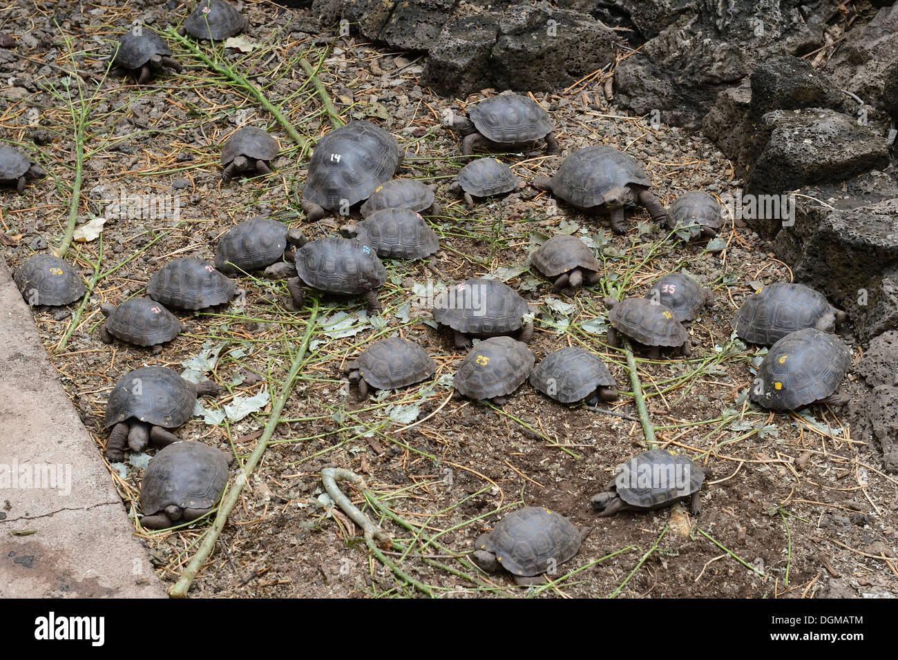 Allevato giovani tartarughe giganti (Geochelone spp) nella stazione di Darwin, Isola di Santa Cruz, Isole Galapagos, patrimonio mondiale naturale Foto Stock