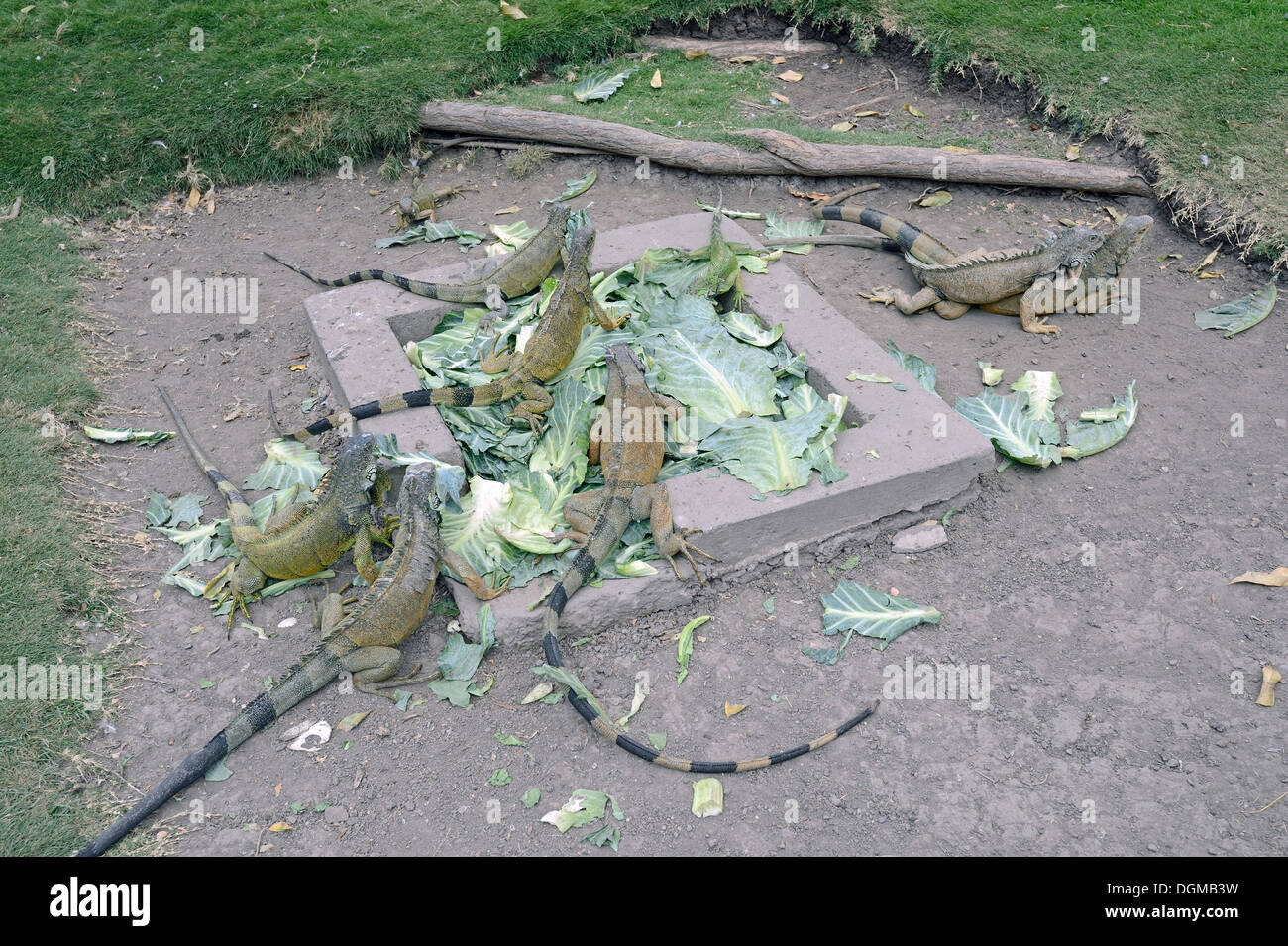 Le iguane verdi (Iguana iguana terrestres) nel Parque Seminario, Parque Bolivar o Parque de las Iguana, Iguana Park, Guayaquil Foto Stock
