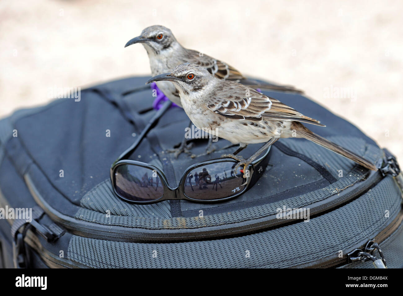 Il cofano (Mockingbirds Nesomimus parvulus macdonaldi), sottospecie da all'Isola Espanola, interessati in occhiali da sole su un fotografo Foto Stock