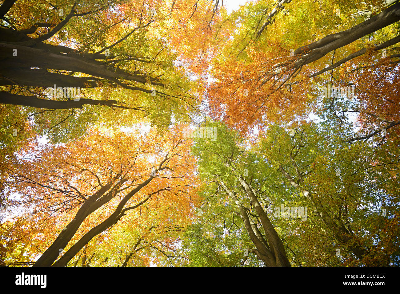 Autunno corone colorate di faggio (Fagus) alberi, con retroilluminazione, la riserva naturale del bosco secolare di Sababurg, Hesse Foto Stock