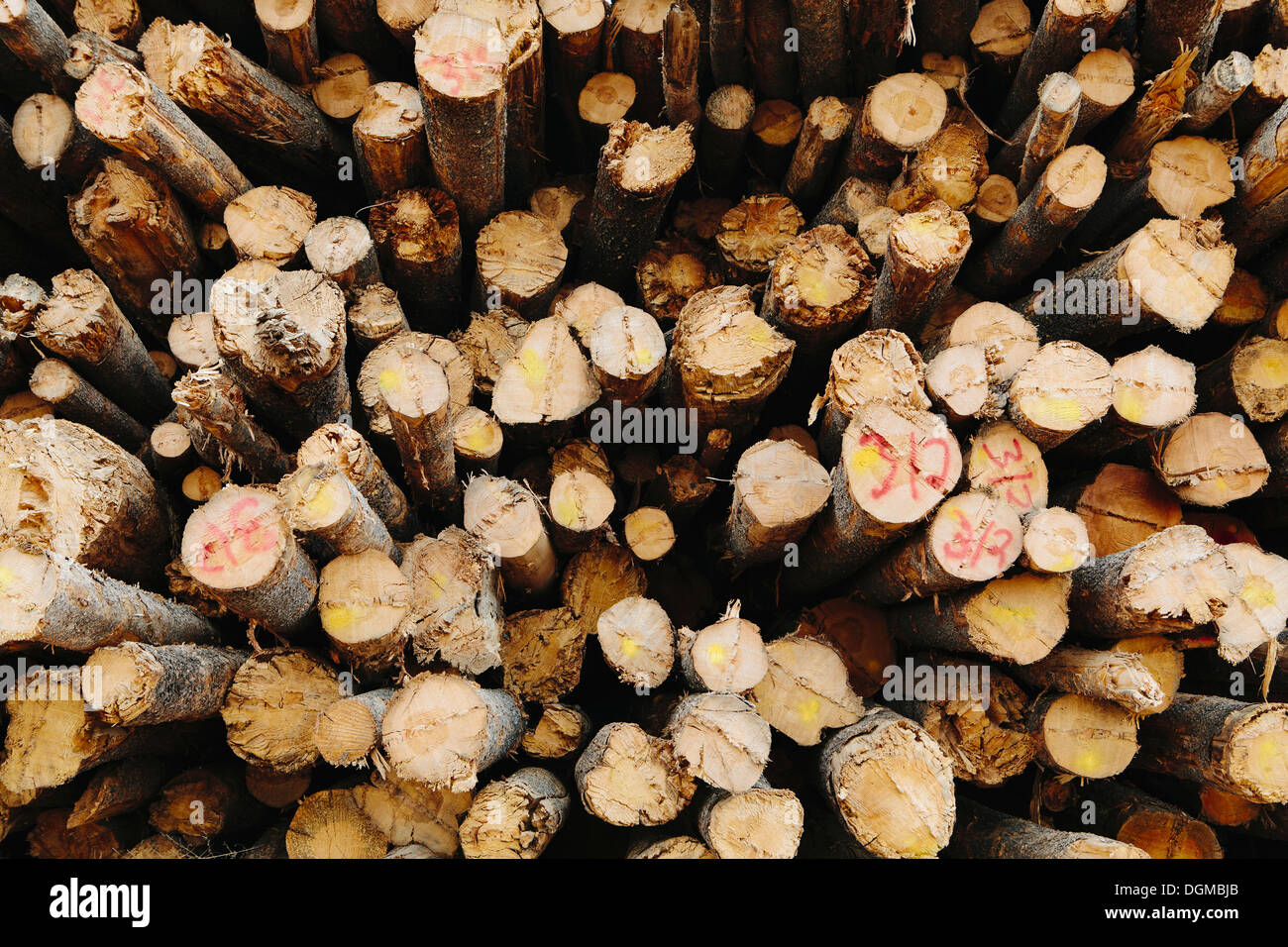 Una pila di tagliare il legname tronchi, Lodge Pole di alberi di pino in un ripostiglio mulino. Foto Stock