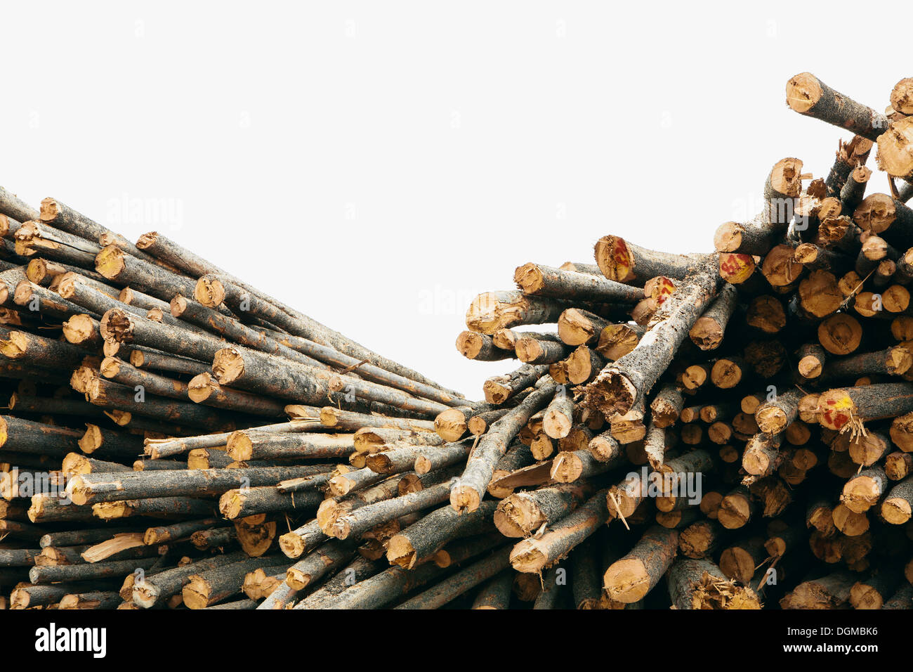 Una pila di tagliare il legname tronchi, Lodge Pole di alberi di pino in un ripostiglio mulino. Foto Stock