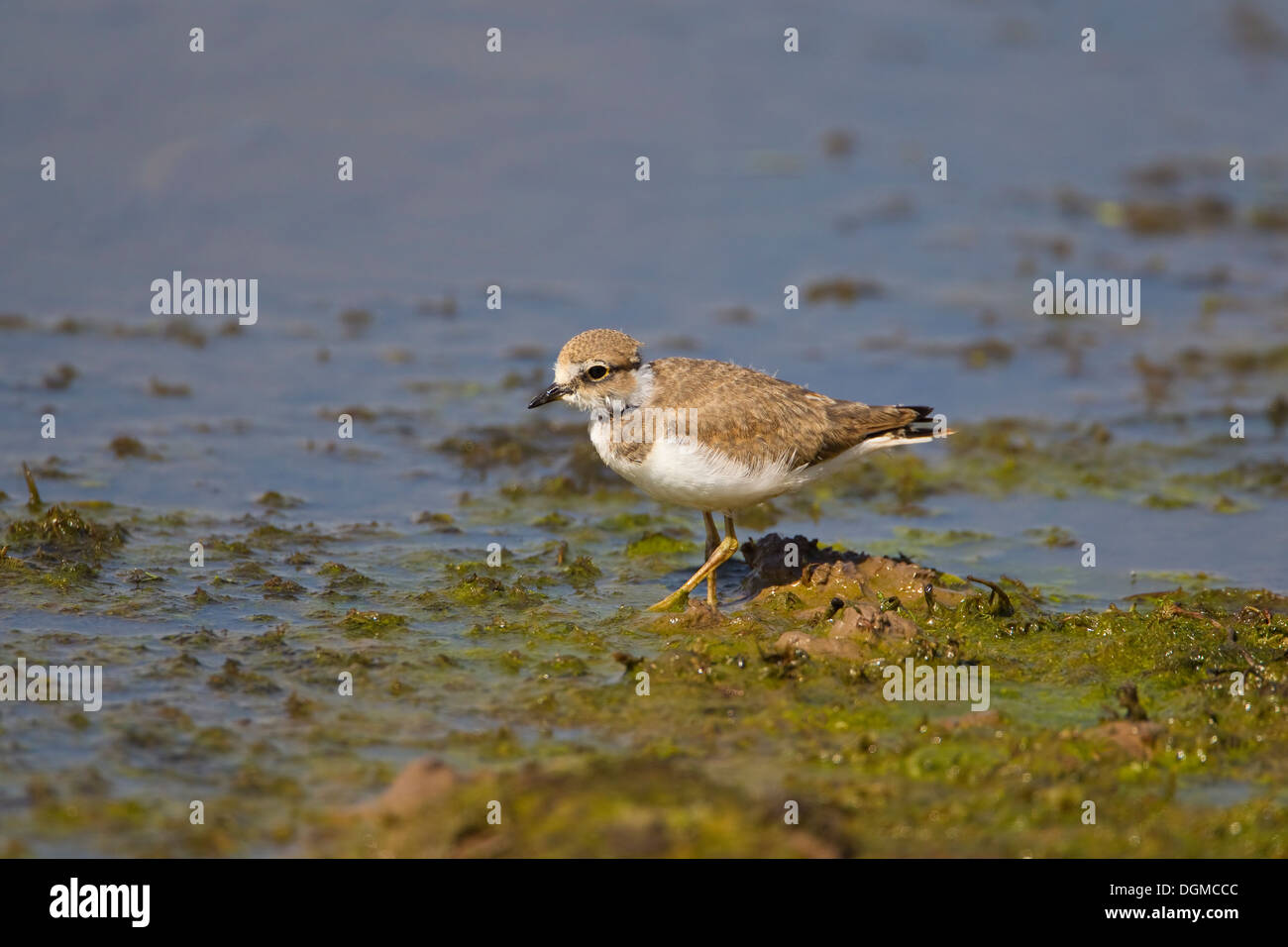 Poco inanellato Plover Charadrius Dubius close up il guado sul fango banche di acqua fresca sul lago con distintivo giallo anello oculare Foto Stock