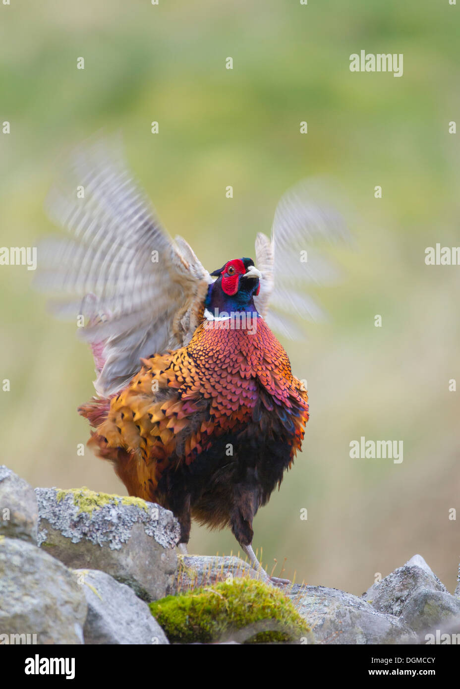 Maschio di Gallo Fagiano (Phasianus colchicus) in pieno piumaggio di allevamento sbattimenti ali sulla pietra a secco parete. North Yorkshire, Regno Unito. Foto Stock