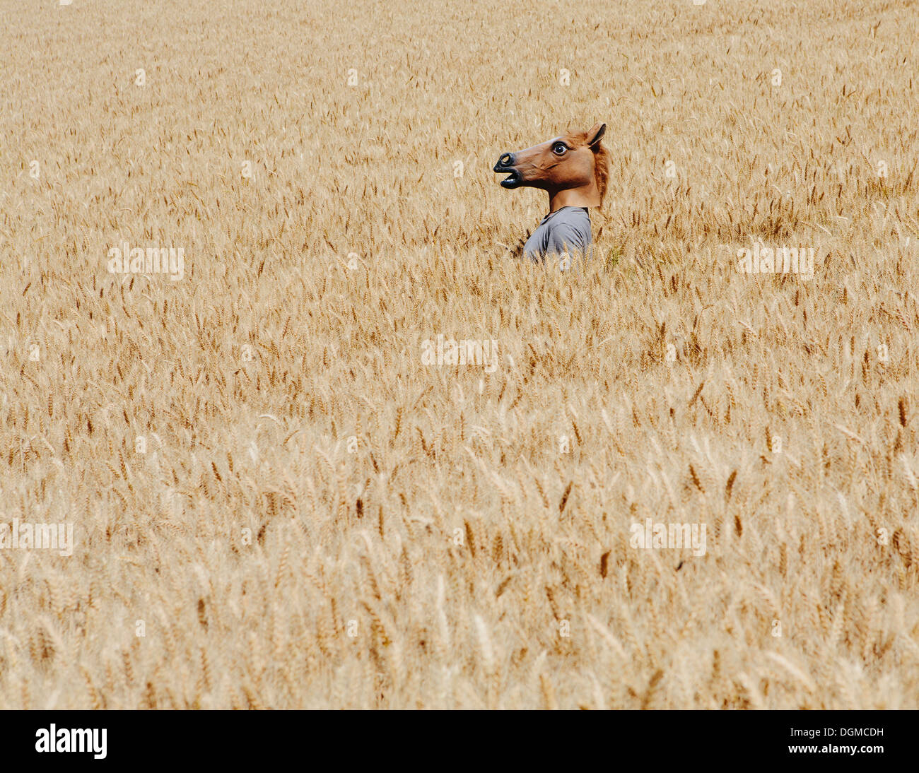 Campi di grano in Washington. Una persona che indossa una testa di cavallo maschera animale emergente al di sopra del mais mature. Foto Stock