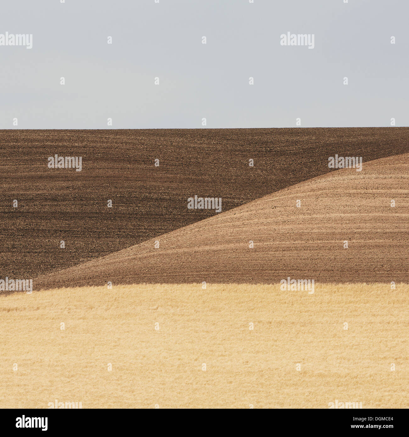 Campi di grano in Washington. Un raccolto maturo e ondulato paesaggio. Foto Stock