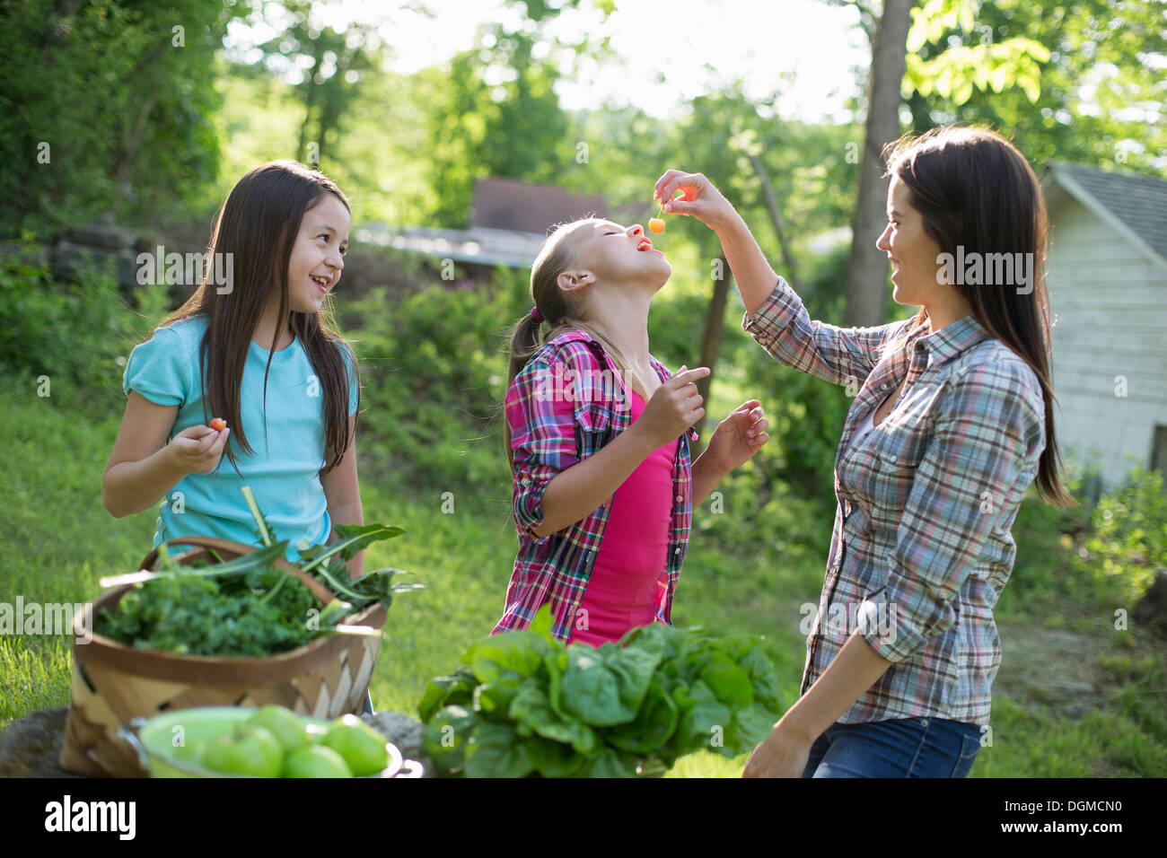 Azienda agricola biologica. Summer Party. Una donna di alimentazione di una giovane ragazza raccolte fresche Ciliege. Foto Stock
