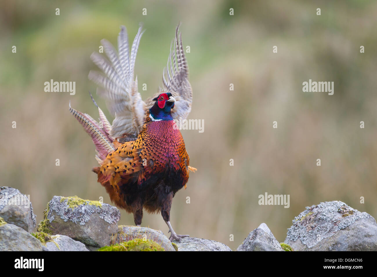 Maschio di Gallo Fagiano (Phasianus colchicus) in pieno piumaggio di allevamento chiamando / visualizzazione dal secco muro di pietra. North Yorkshire, Regno Unito. Foto Stock